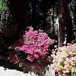 Coris Magnolia *