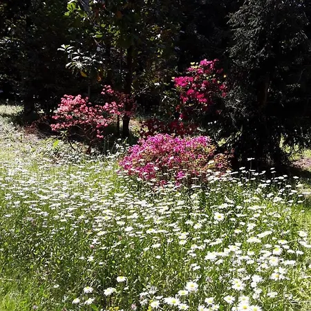 Coris Magnolia Apartment *