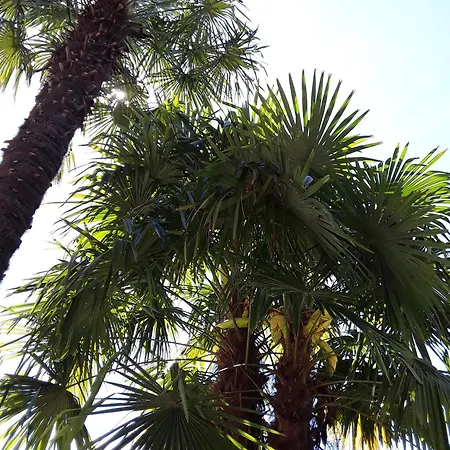 Coris Magnolia * Merano