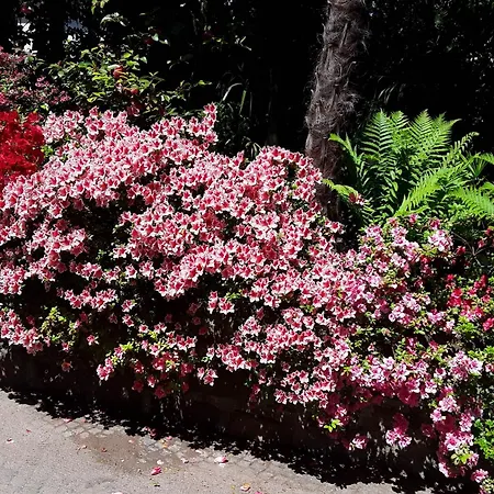 Coris Magnolia Appartement