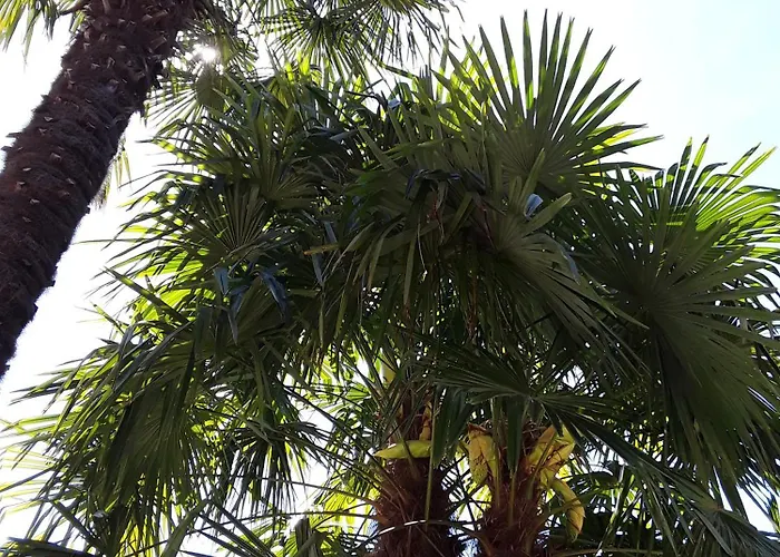 Coris Magnolia * Merano