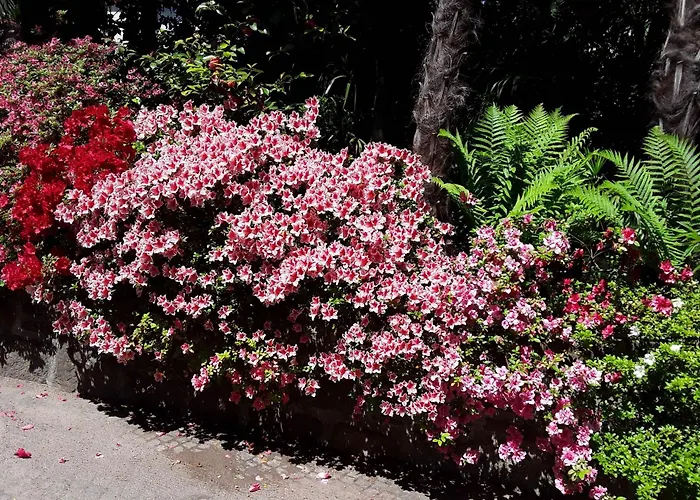 Coris Magnolia Apartment